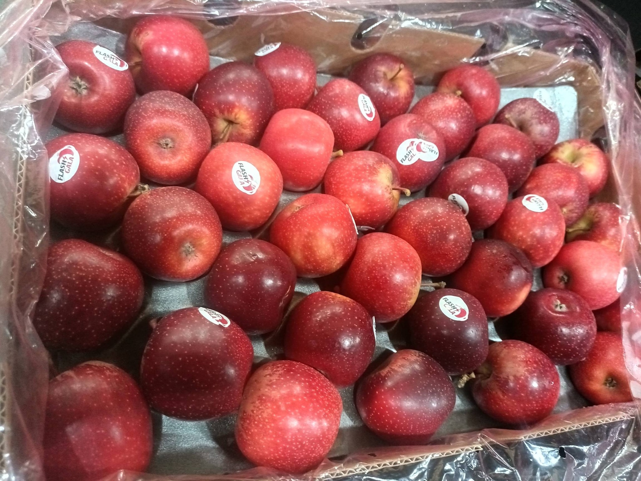 Apples